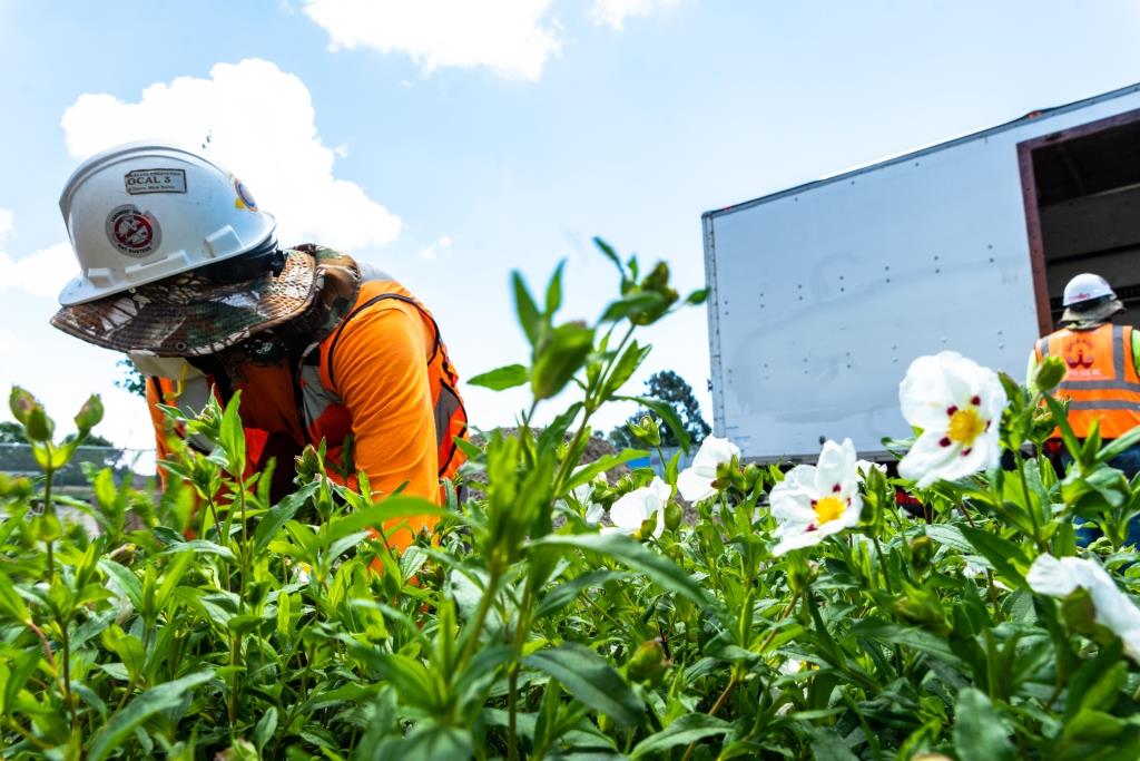 landscape Maintanence